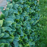 Tenax Hecke PU auf Ausziehbares Rankgitter Divy grün 200 x 4 x 100 cm 1 a150277