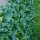Tenax Hecke PU auf Ausziehbares Rankgitter Divy grün 200 x 4 x 100 cm 1 a150277