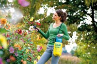 GLORIA Drucksprüher prima 3 | Gartenspritze | Sprühgerät für den Pflanzenschutz | 3 L Füllinhalt | Verstellbare Messingdüse | kompakt für den klein...